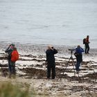 birdwatching auf Helgoland