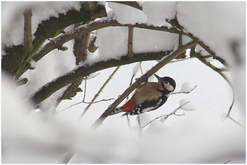 .... BirdWatching .....