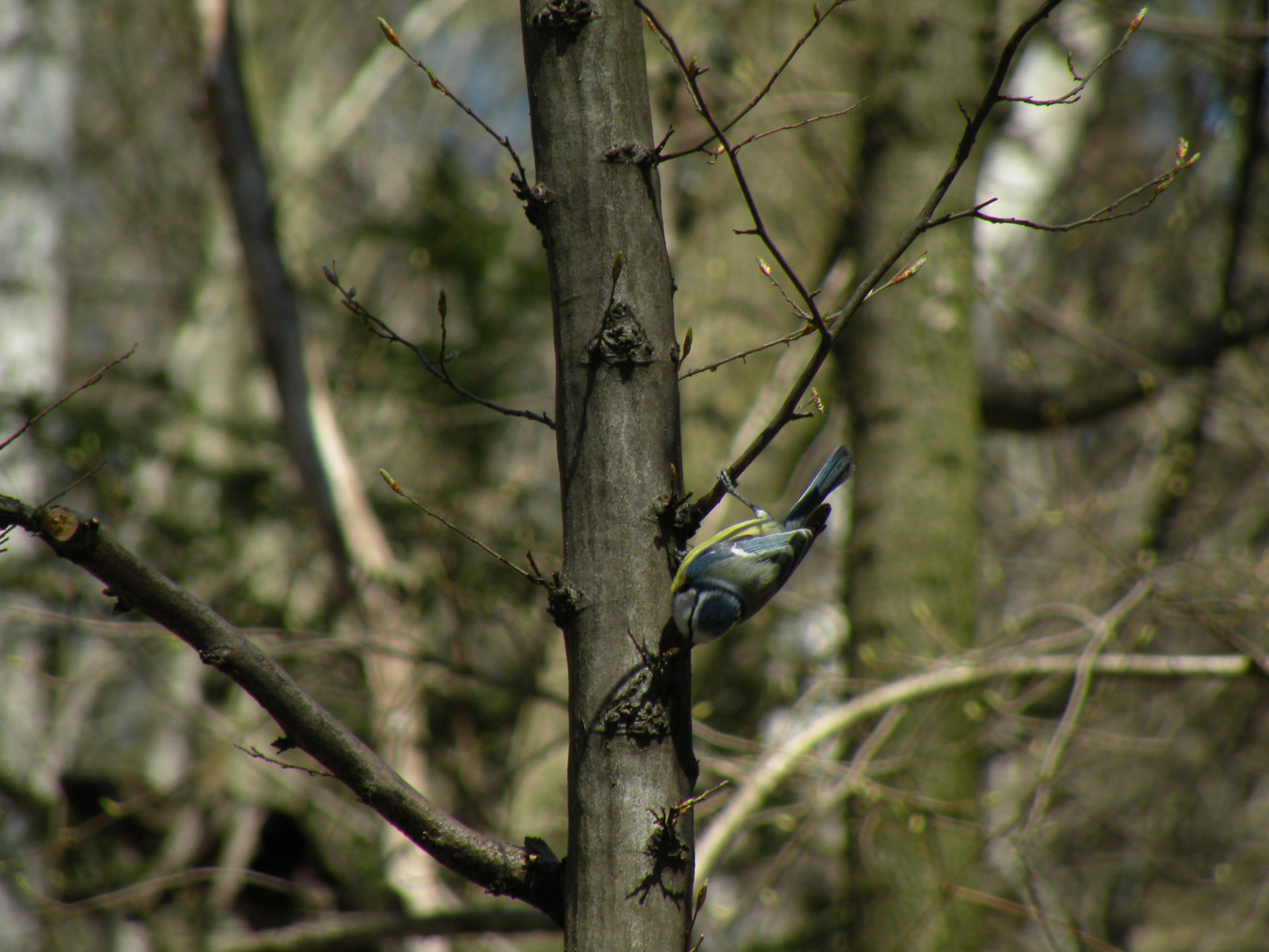 birdwatching