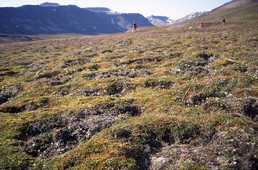 Birdwatching in SpitZbergen