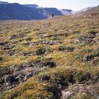 Birdwatching in SpitZbergen