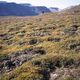 Birdwatching in SpitZbergen