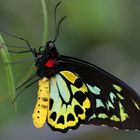 Birdwing