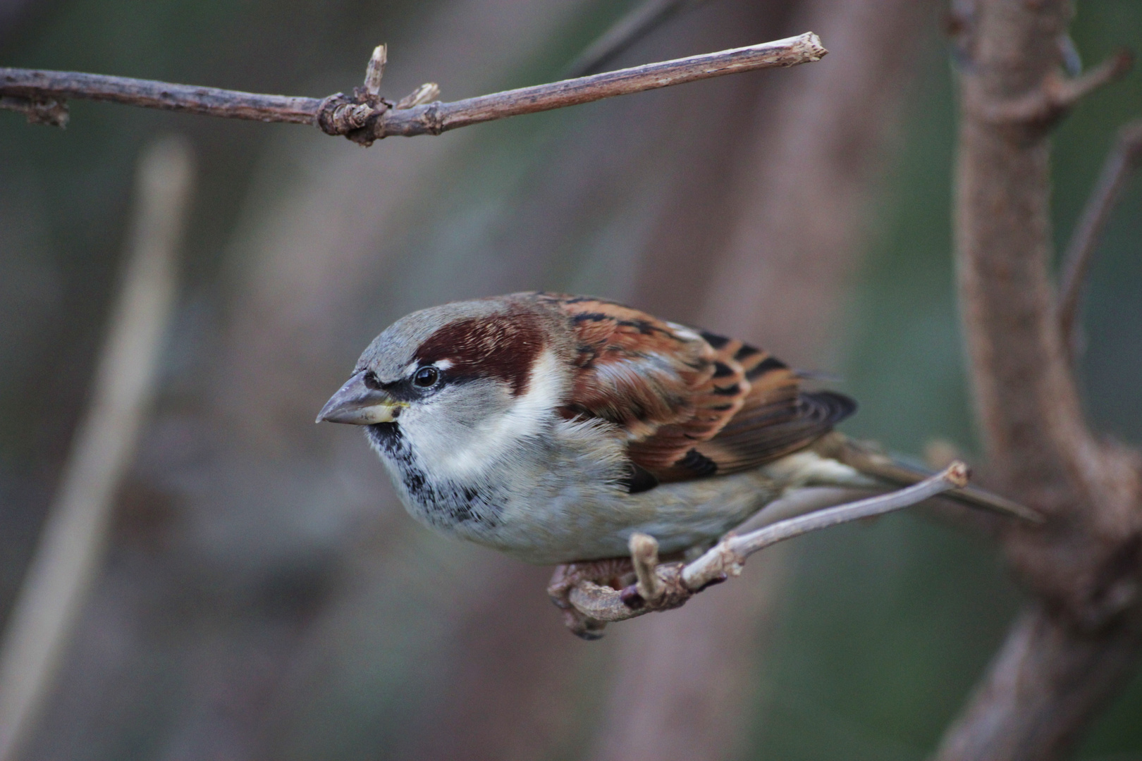 Birdy