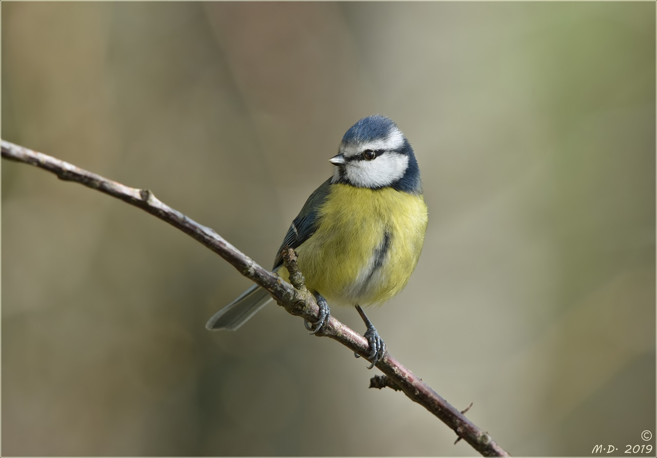 Birdy ...beim perfekten Posing!