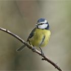 Birdy ...beim perfekten Posing!