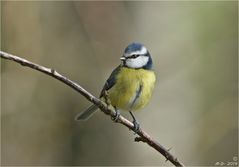 Birdy ...beim perfekten Posing!