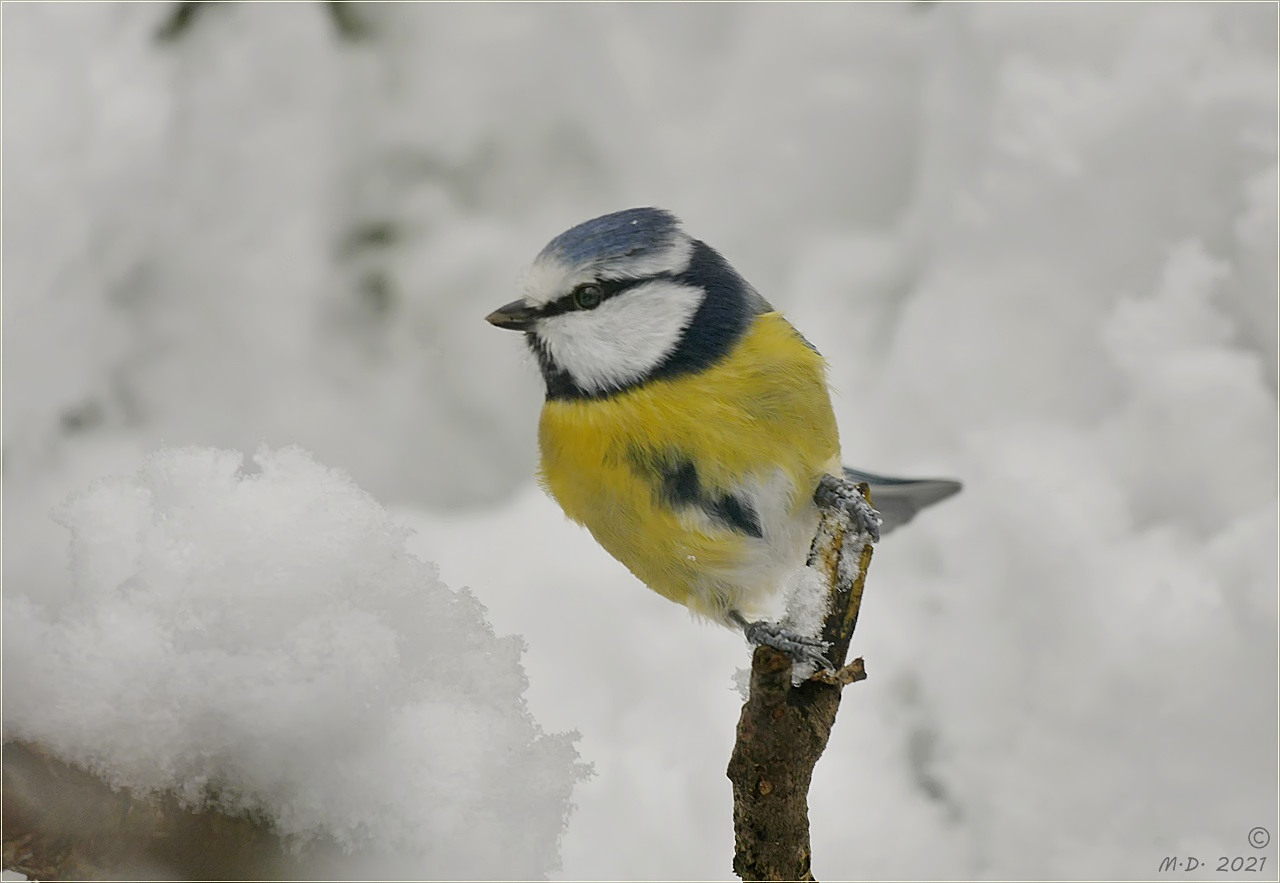 Birdy eilte gleich herbei ...