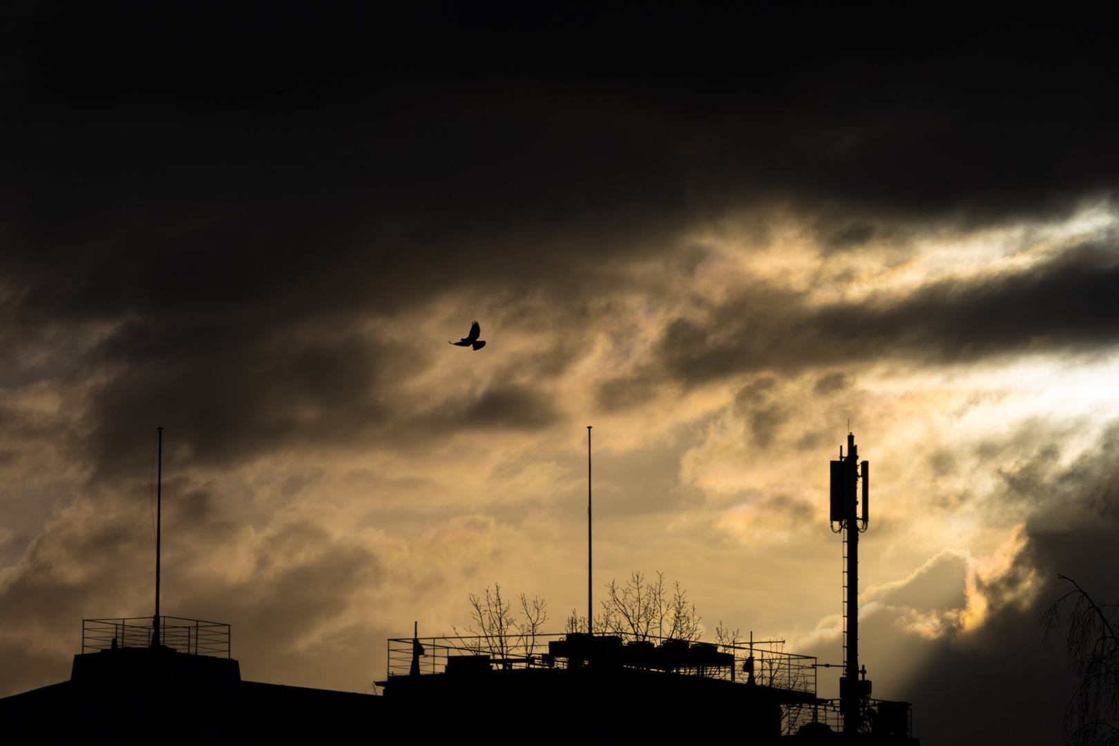 Birdy im Himmel