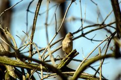 Birdy in the sun