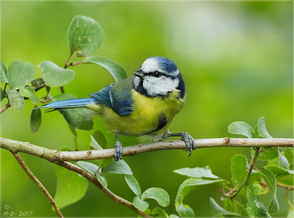 Birdy ist immer für ein Shooting bereit.....