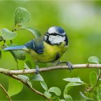 Birdy ist immer für ein Shooting bereit.....