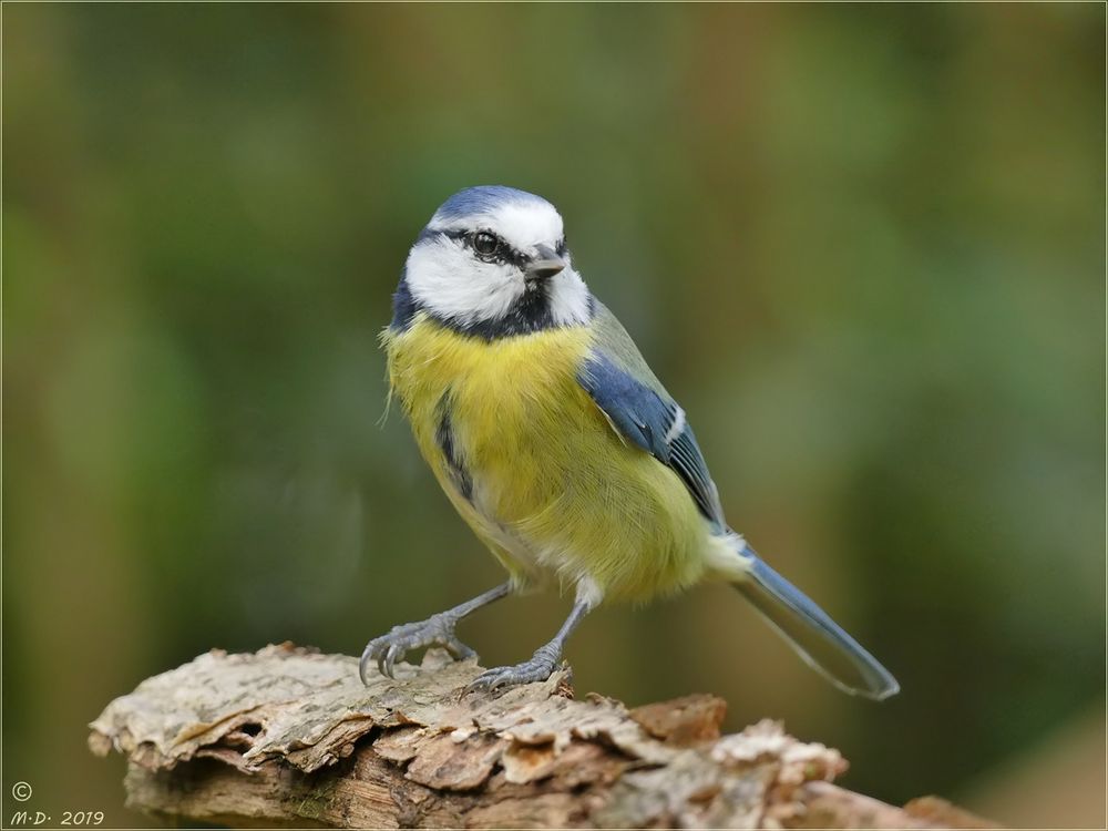 Birdy kam mir sehr nahe.