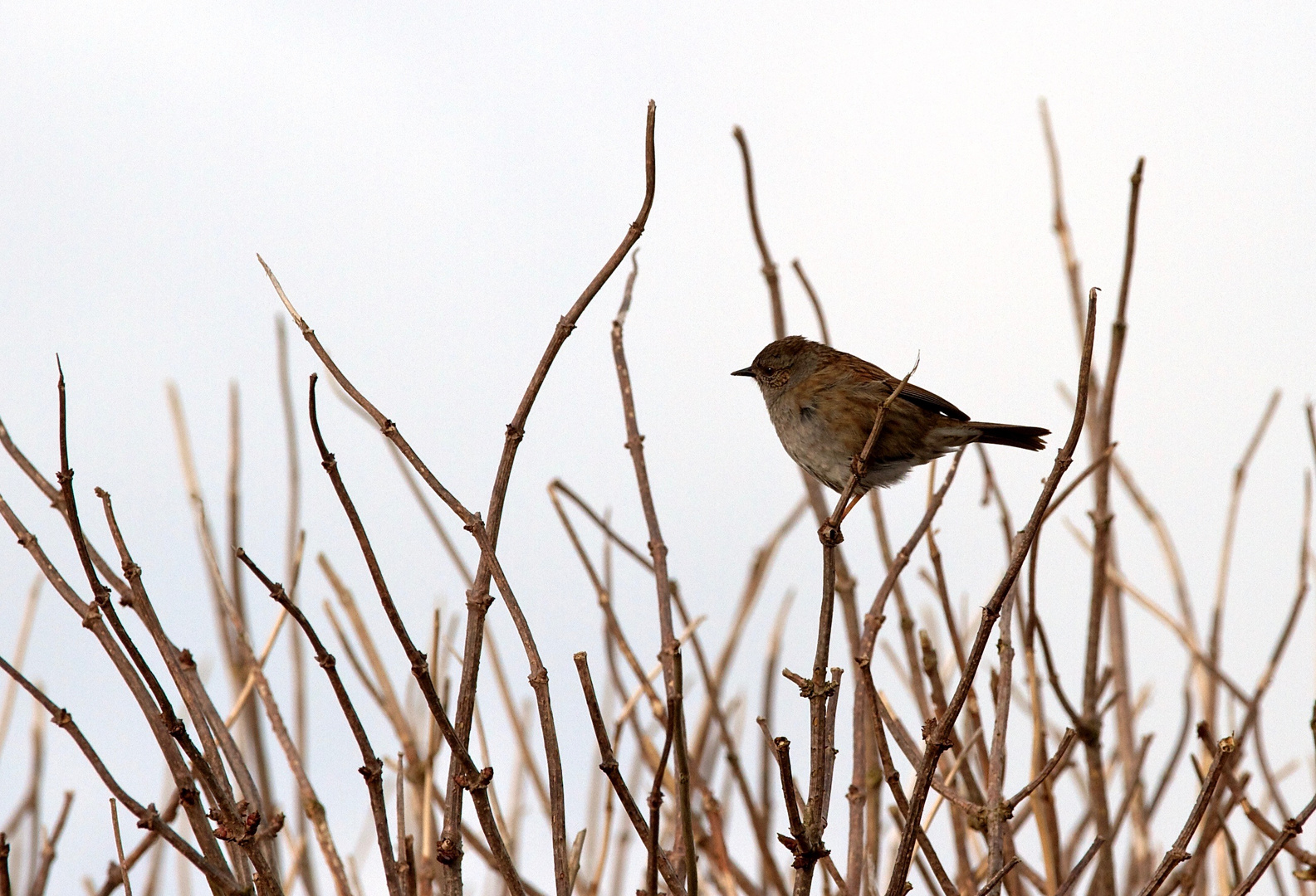 Birdy wartet schon...