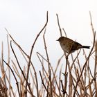 Birdy wartet schon...