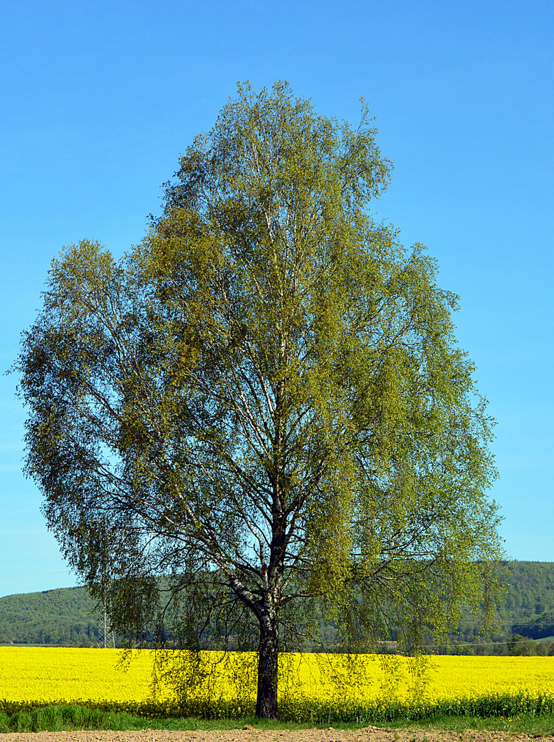 Birke Foto & Bild bäume, natur Bilder auf