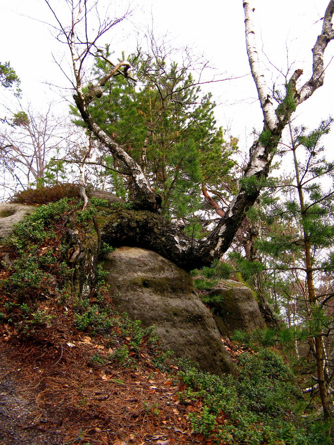 Birke am Felsen