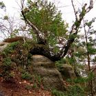 Birke am Felsen