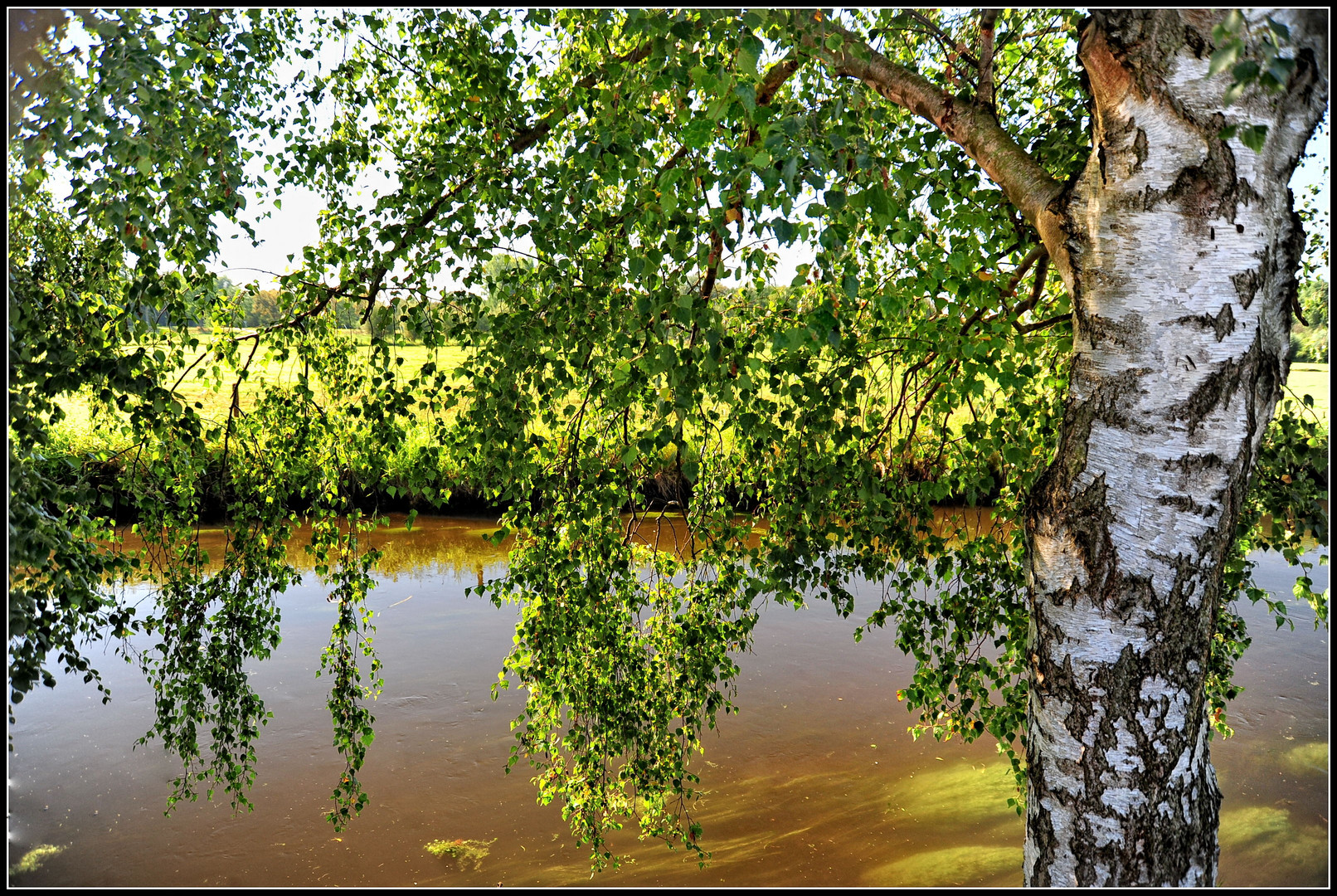 Birke am Fluss