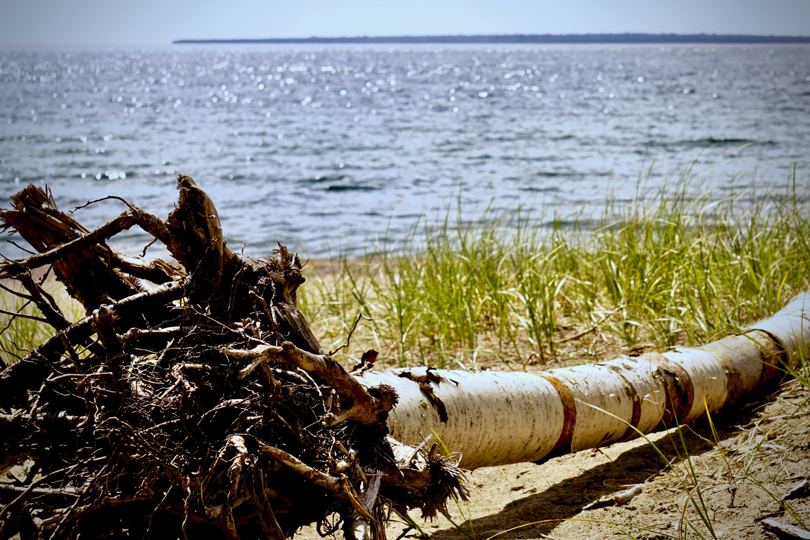 Birke am Lake Superior