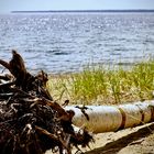 Birke am Lake Superior