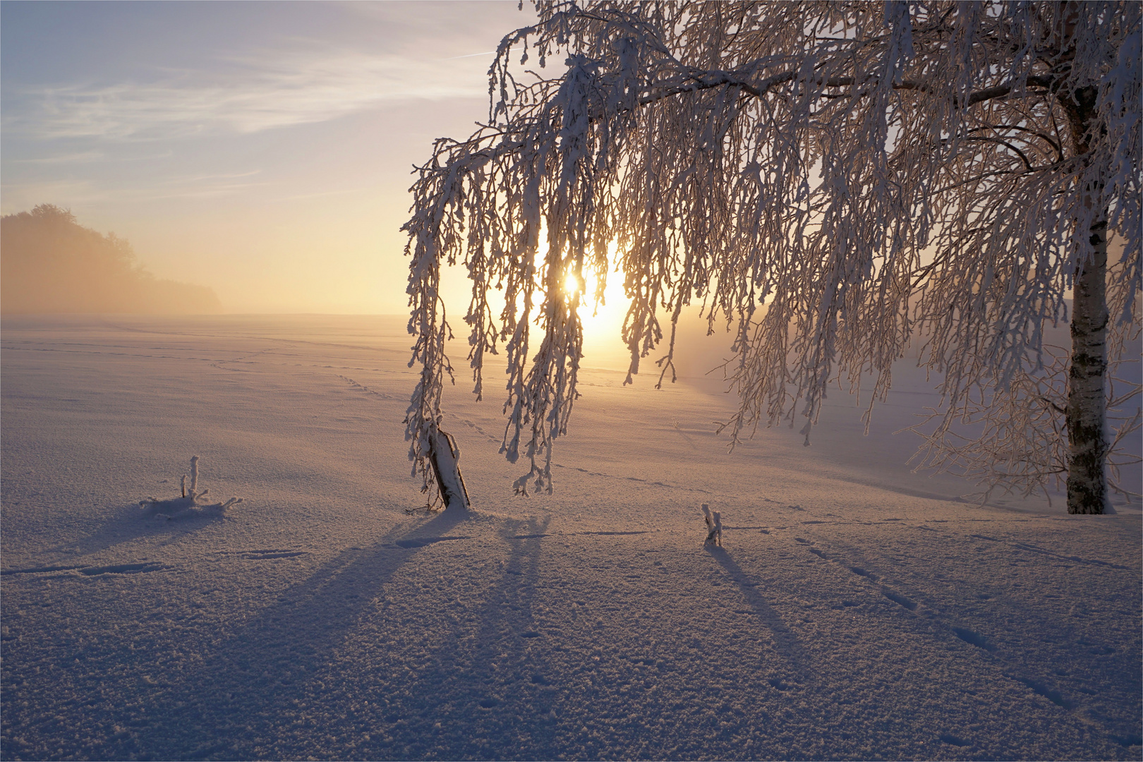 Birke am Morgen im Winterwunderland 