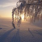 Birke am Morgen im Winterwunderland 