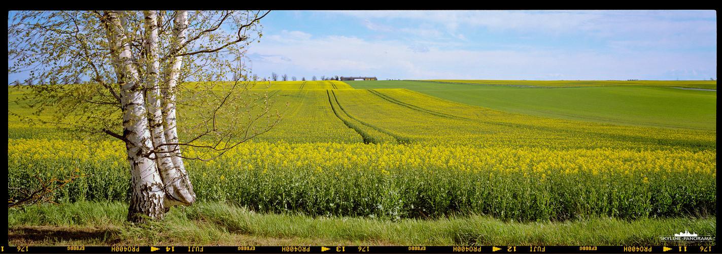 Birke am Rand eines Rapsfeldes