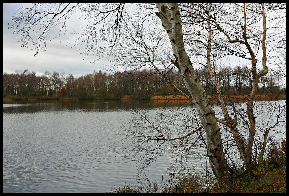 Birke am See