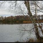 Birke am See