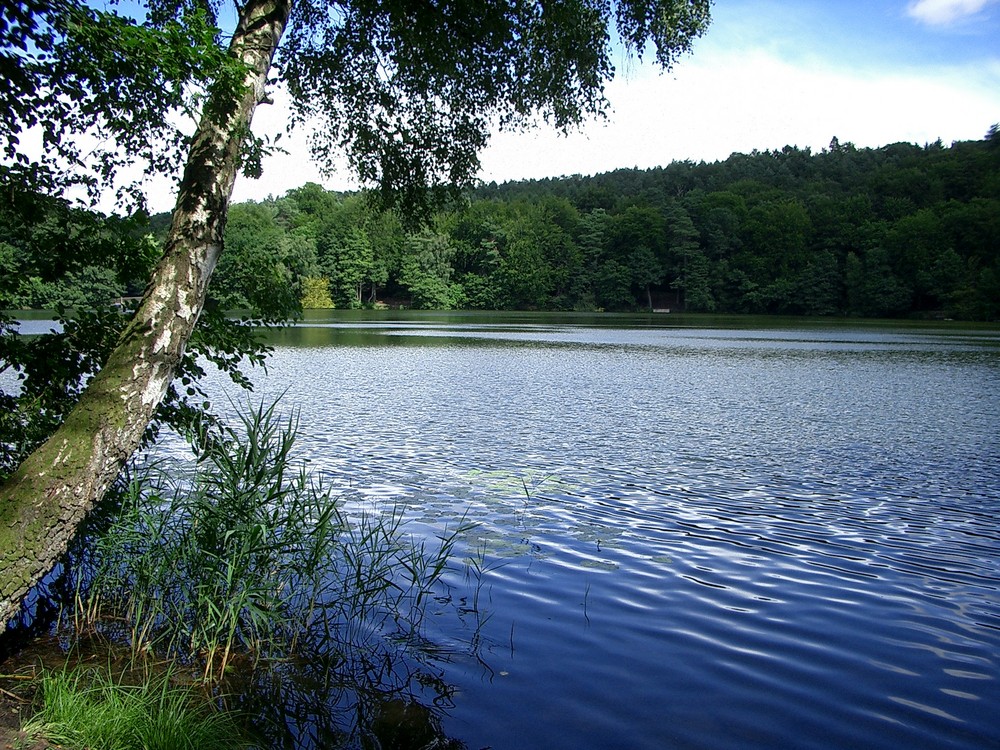 Birke am See