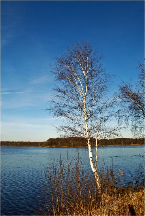 Birke am See