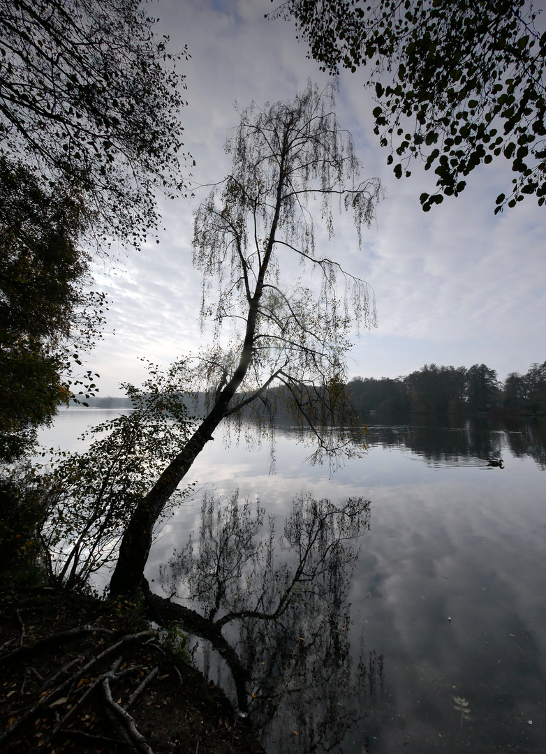 Birke am See