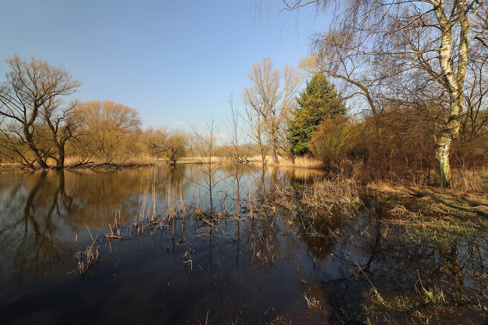 Birke am Teich Foto & Bild spezial, landschaften, wasser Bilder auf