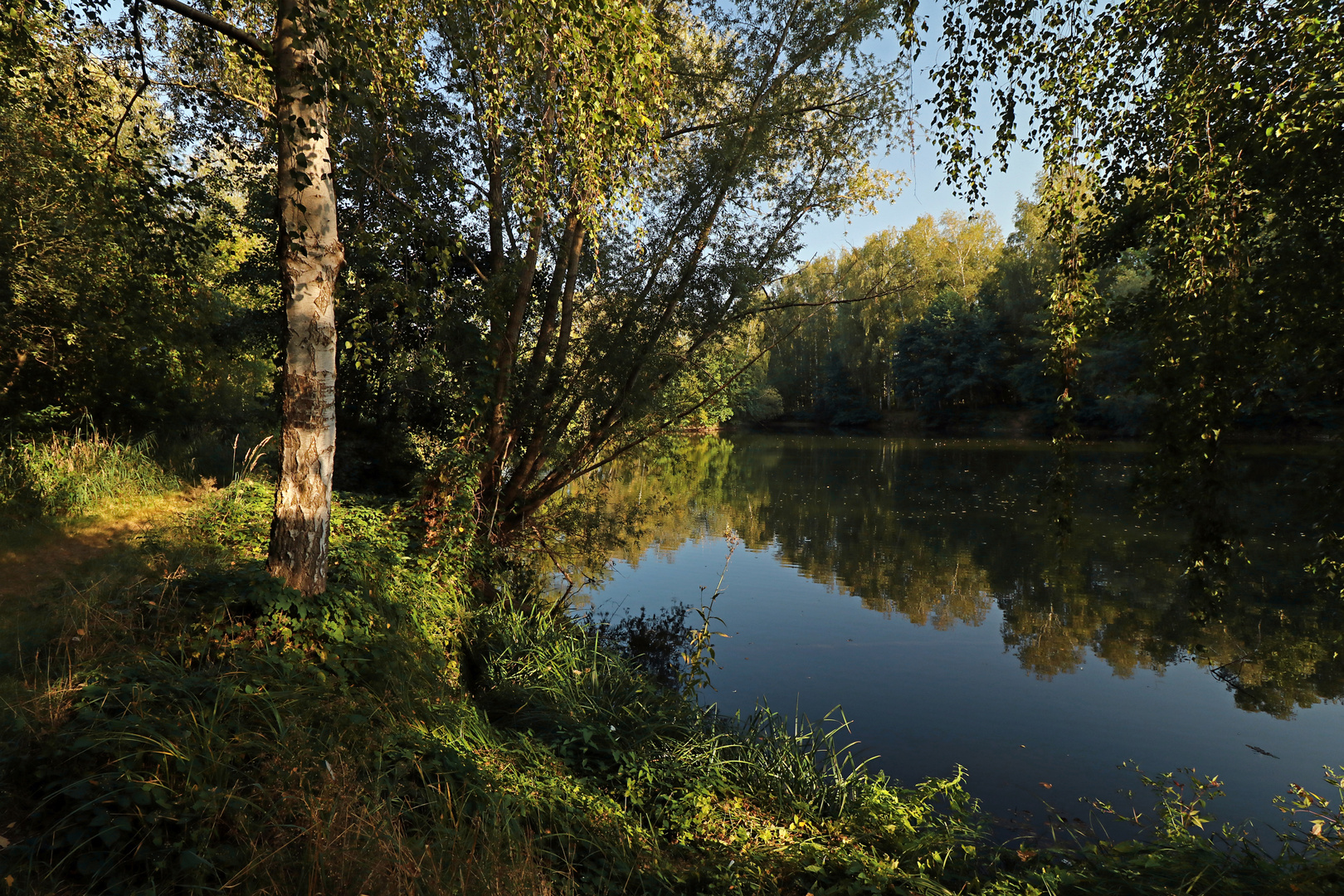 Birke am Teichufer