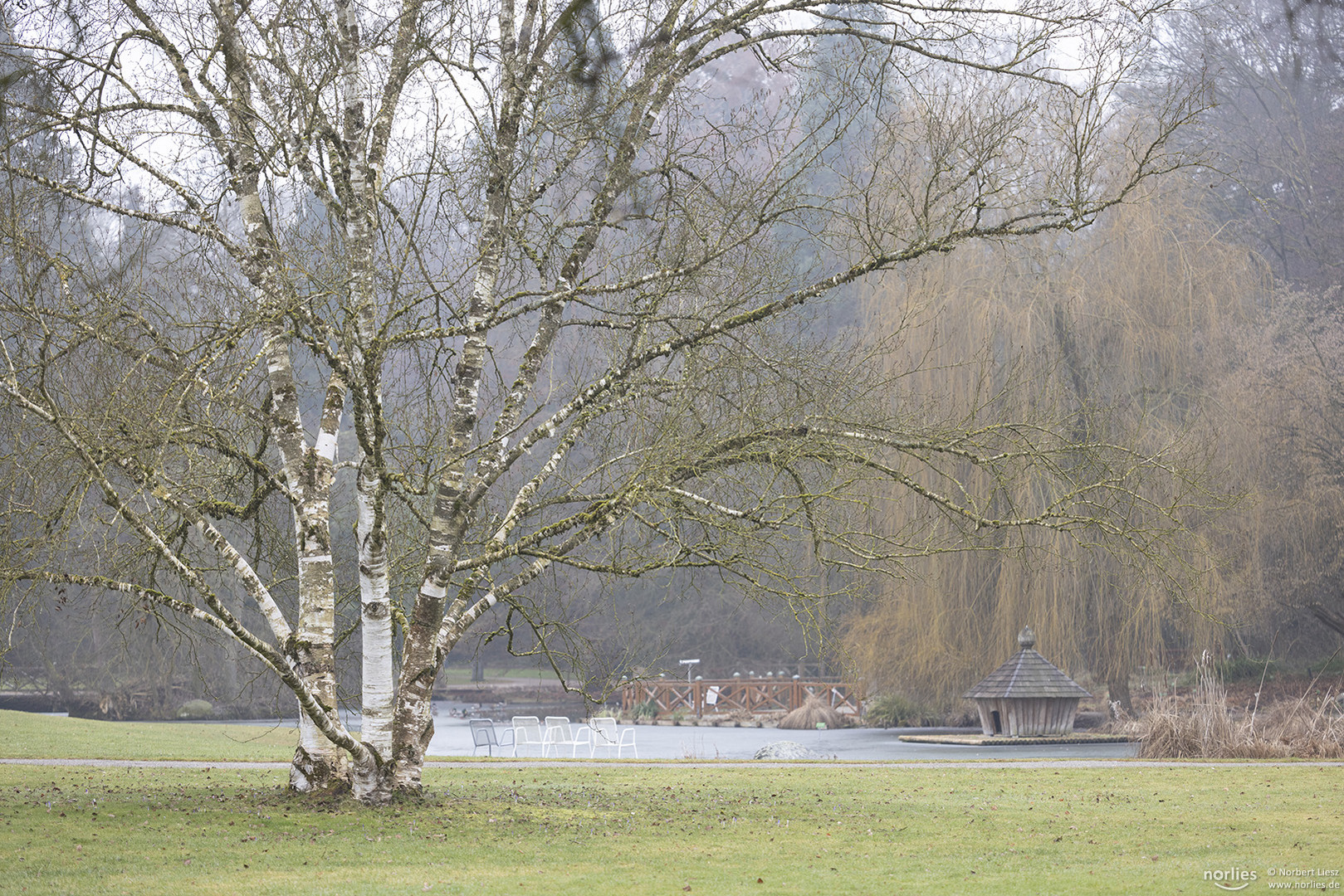 Birke auf der Wiese