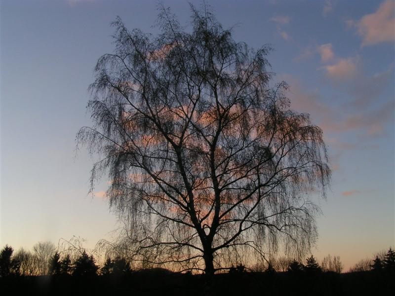 Birke bei Abendhimmel...