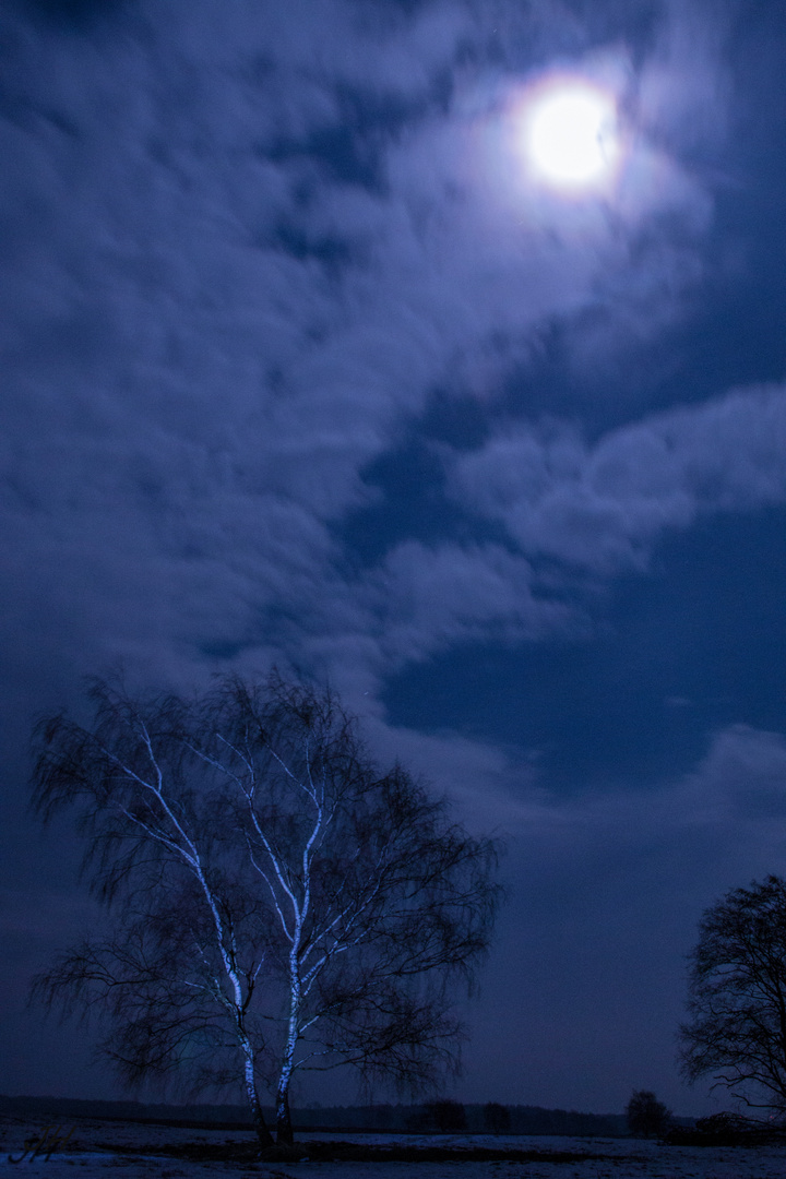 Birke bei Nacht