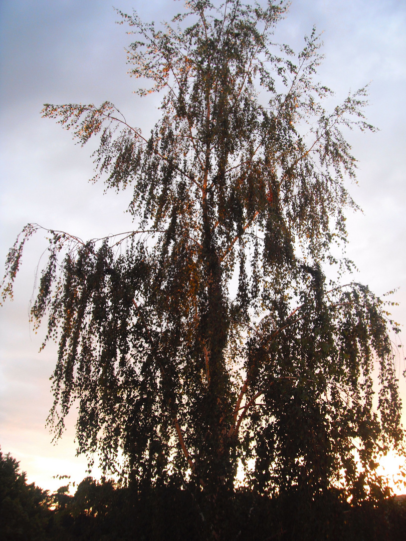 Birke durch Sonnenuntergang beleuchtet