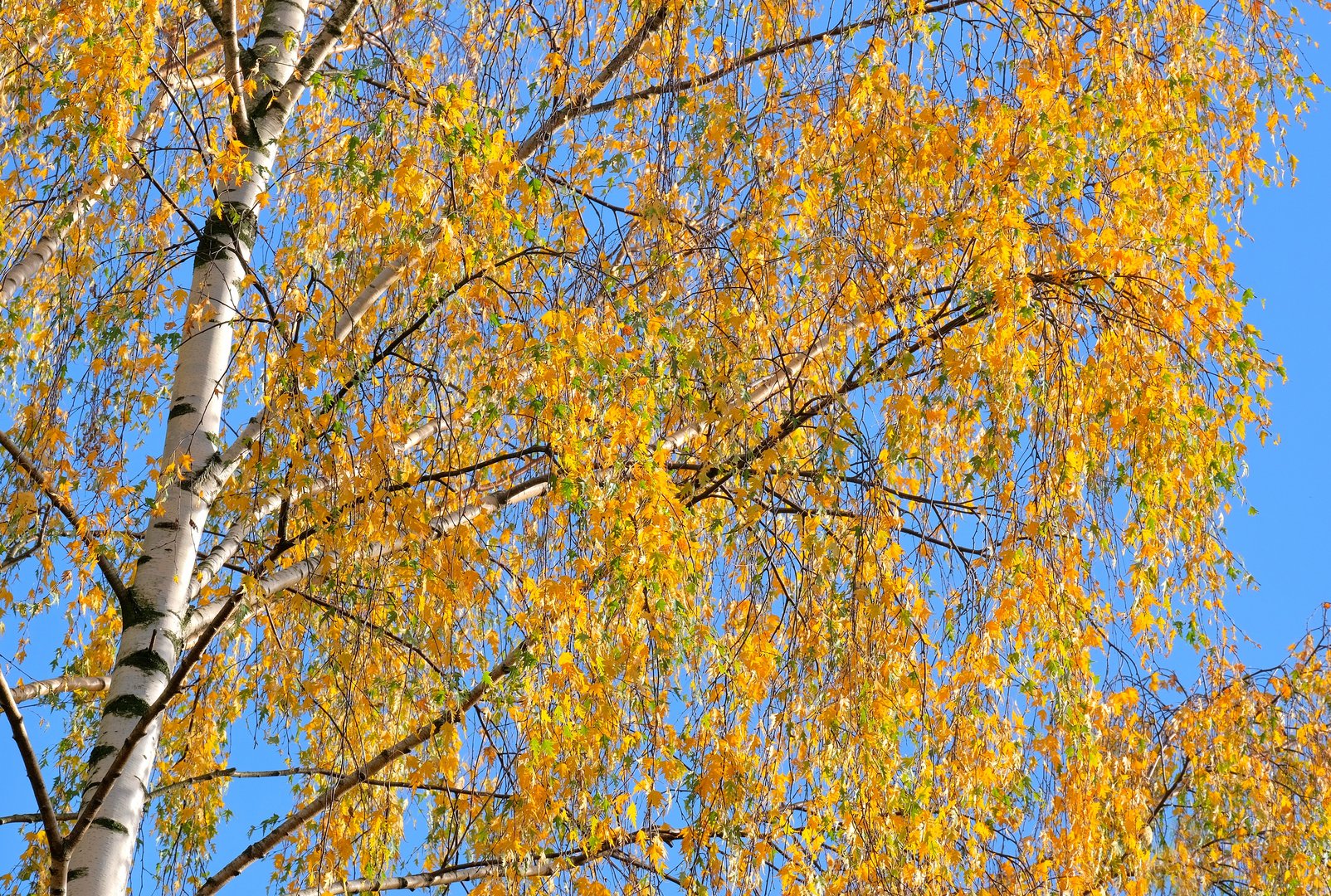 BirkeHerbst2. Foto & Bild jahreszeiten, herbst, outdoor Bilder auf