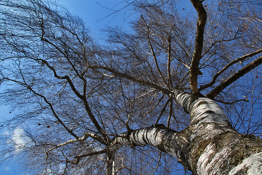 Birke himmelwärts