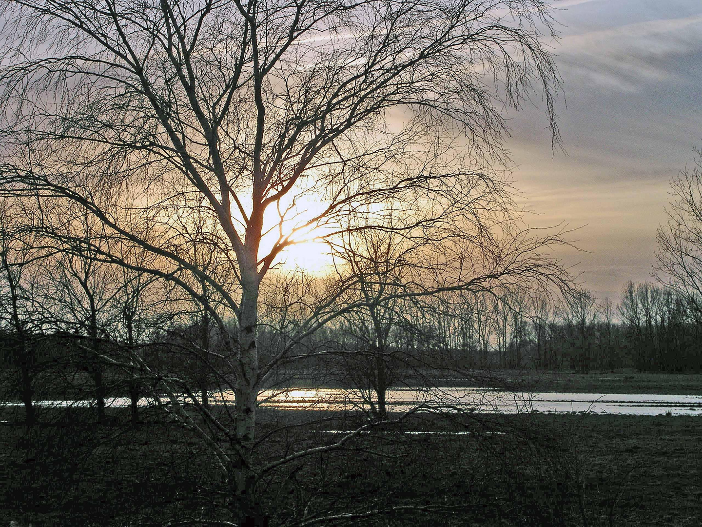 Birke im abendlichen Winterlicht