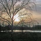 Birke im abendlichen Winterlicht