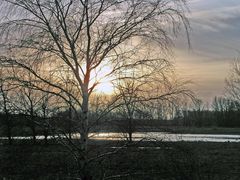 Birke im abendlichen Winterlicht