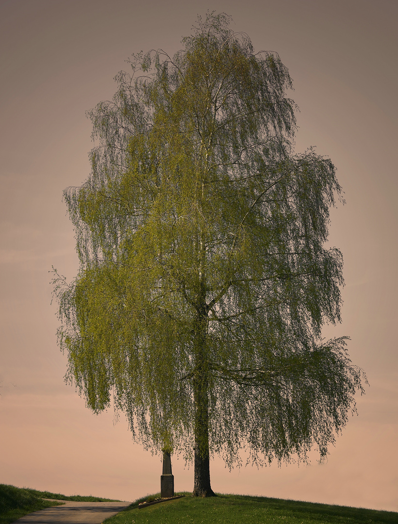 Birke im Abendlicht