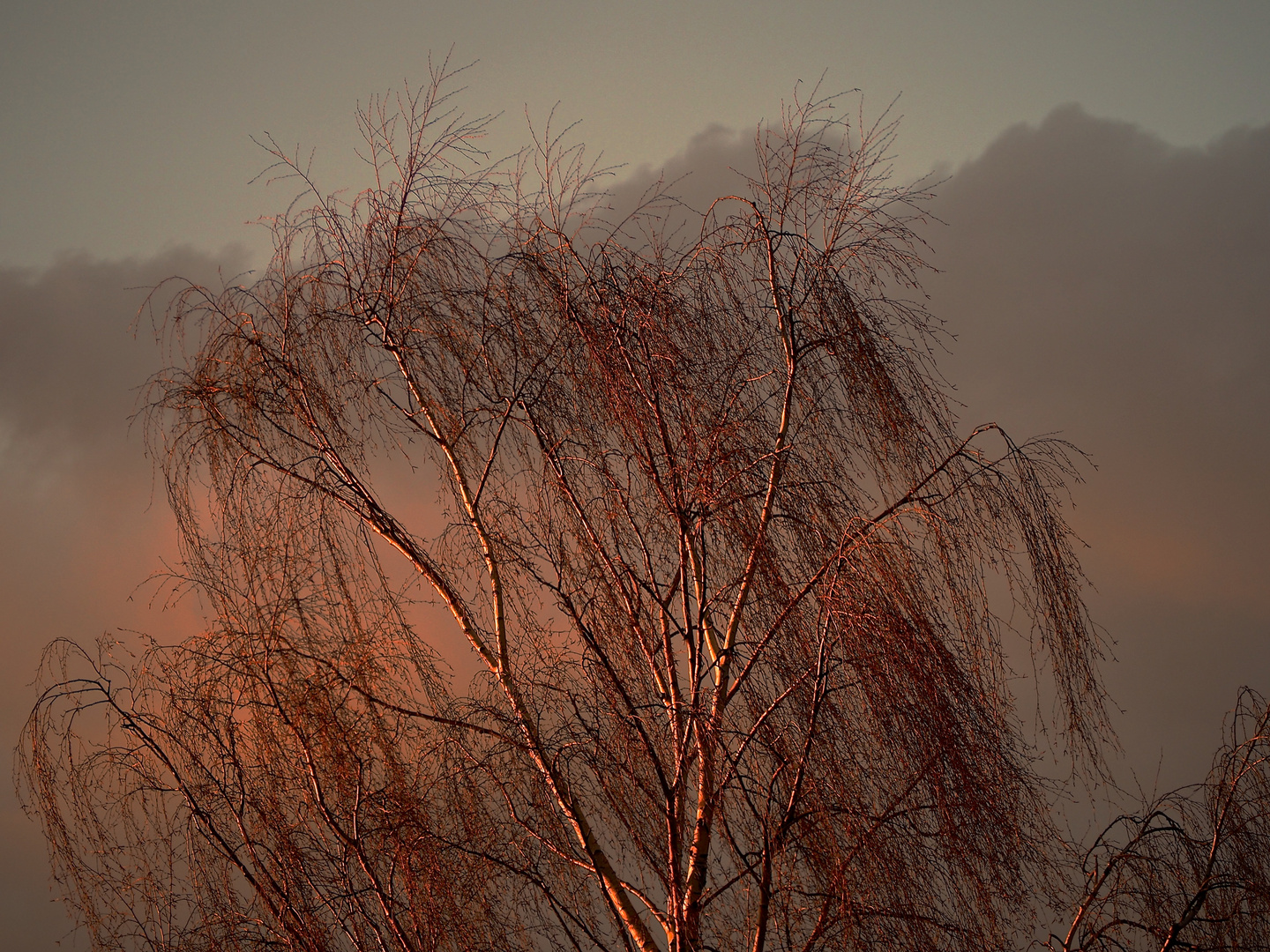 Birke im Abendlicht