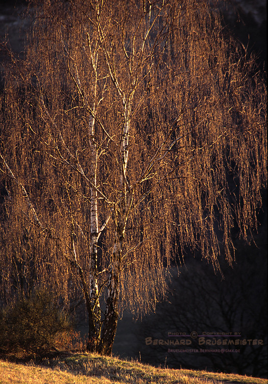 Birke im Abendlicht