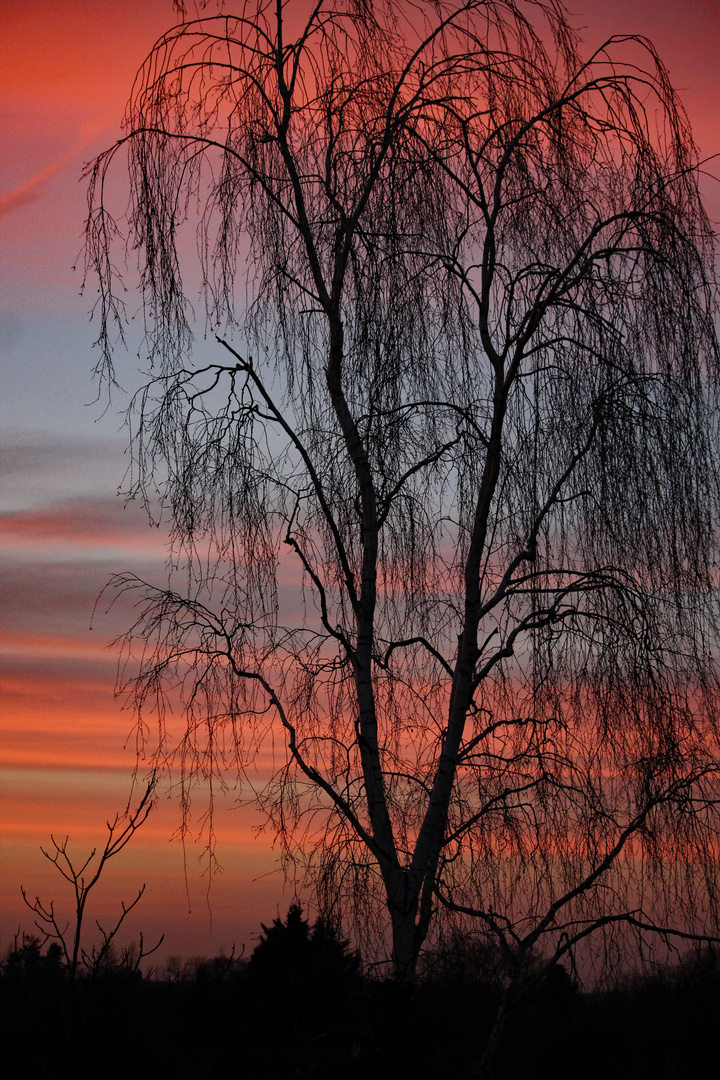 Birke im Abendrot