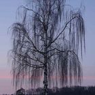 Birke im Abendrot