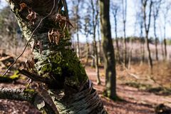 Birke im Buchenwald